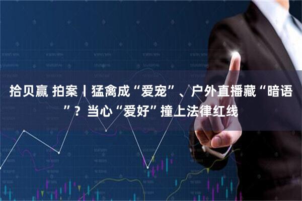 拾贝赢 拍案丨猛禽成“爱宠”、户外直播藏“暗语”？当心“爱好”撞上法律红线